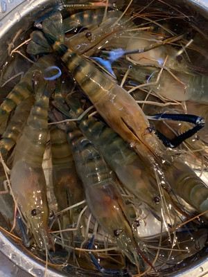 椒鹽羅氏蝦 海鮮江湖中的那一抹咸香酥脆