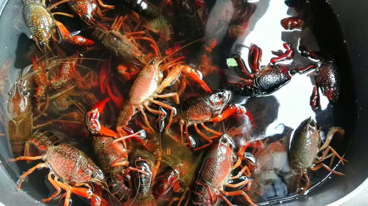 小龍蝦螃蟹生蠔超聲波清洗機(jī) 海鮮凈洗新科技，守護(hù)餐桌健康與美味